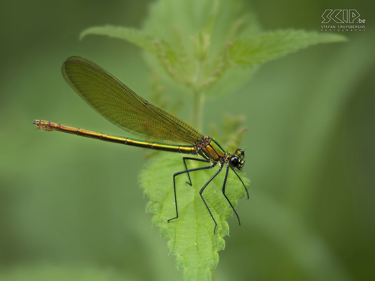 Damselflies and dragonflies - Female banded demoiselle Some photos of damselflies and dragonflies in my hometown Lommel. Stefan Cruysberghs